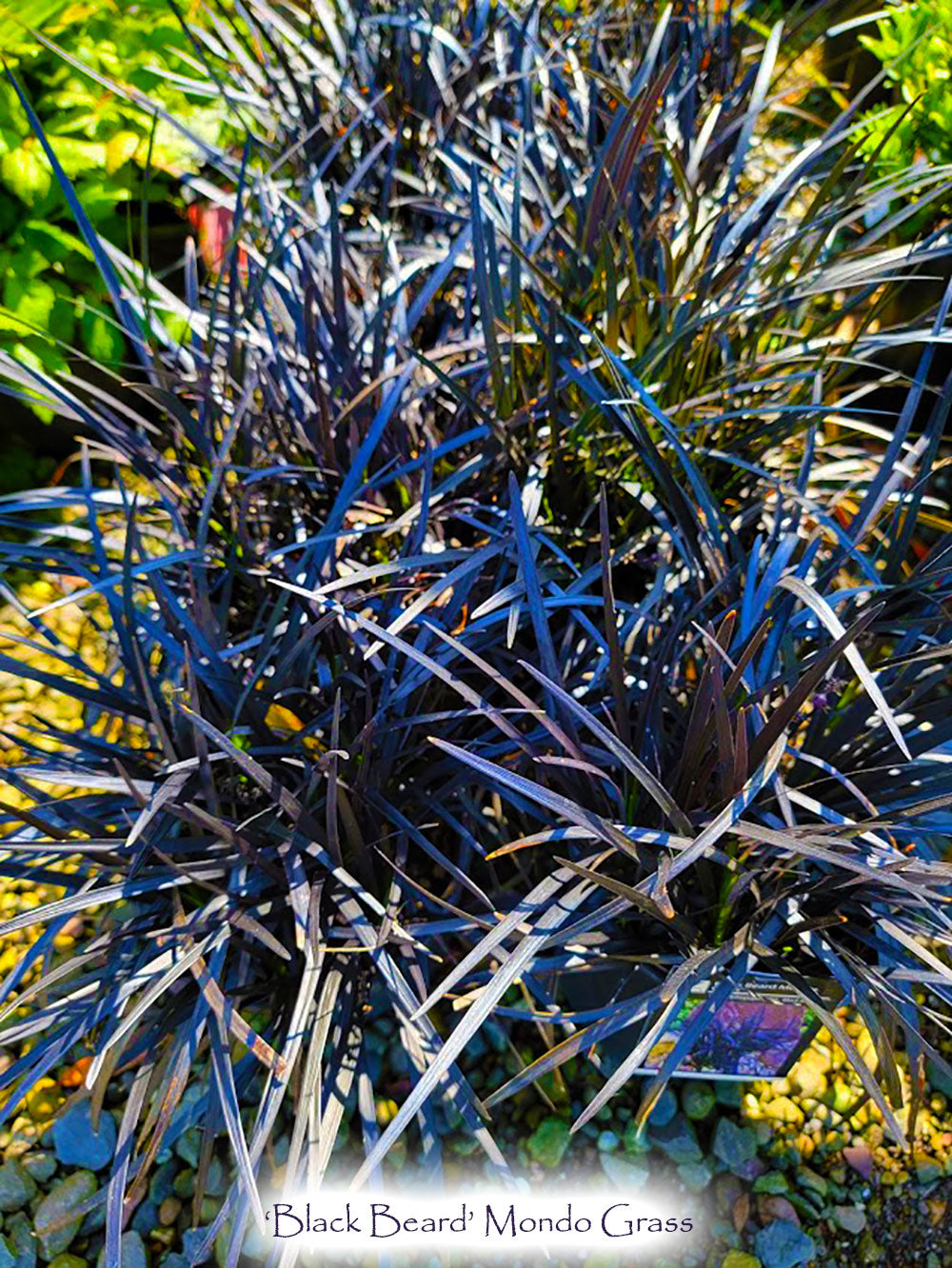 'Black Beard' Mondo Grass - Ophiopogon planiscapus