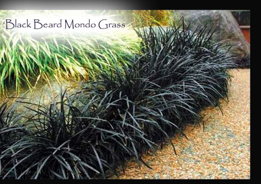 'Black Beard' Mondo Grass - Ophiopogon planiscapus
