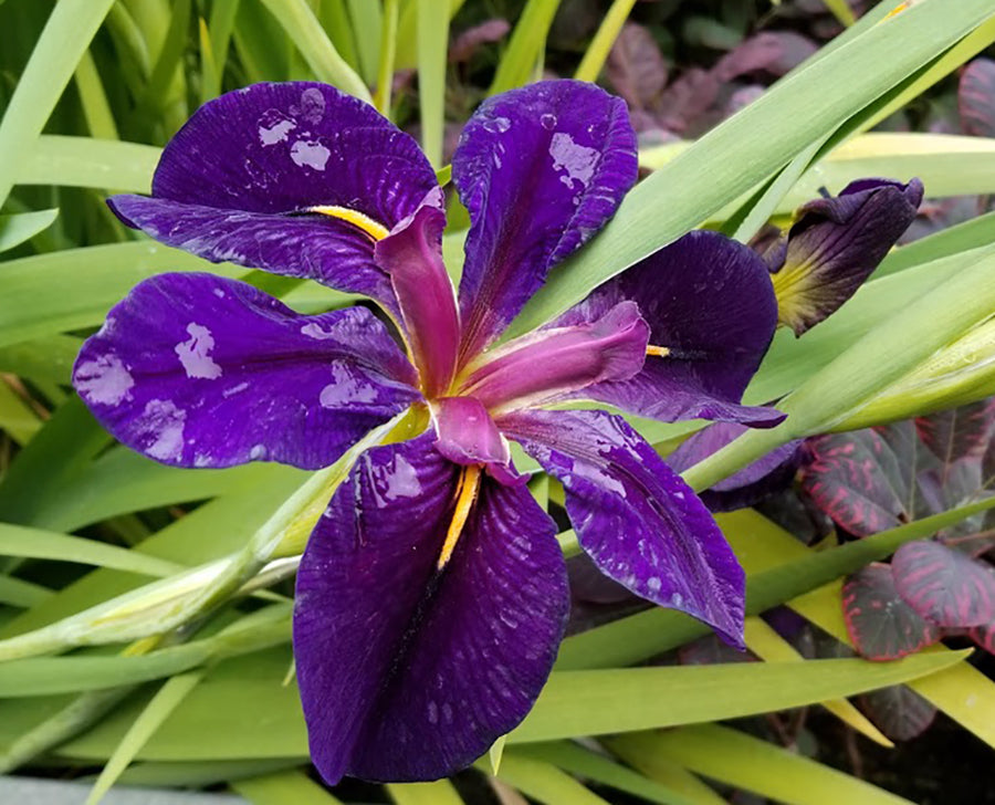 Black Gamecock Louisiana Iris