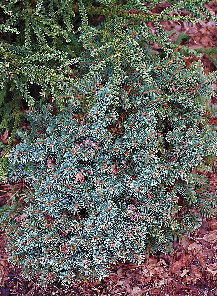 Picea pungens 'Blaue Kissen'