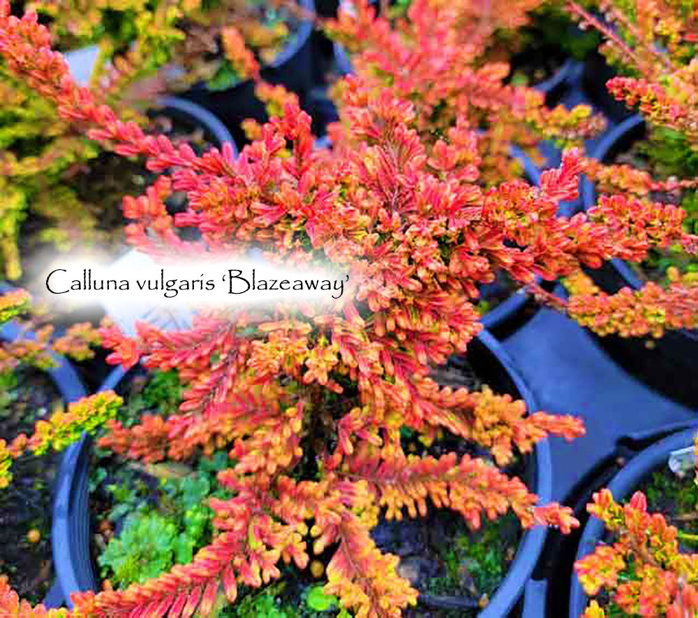 C.v. 'Blazeaway'
