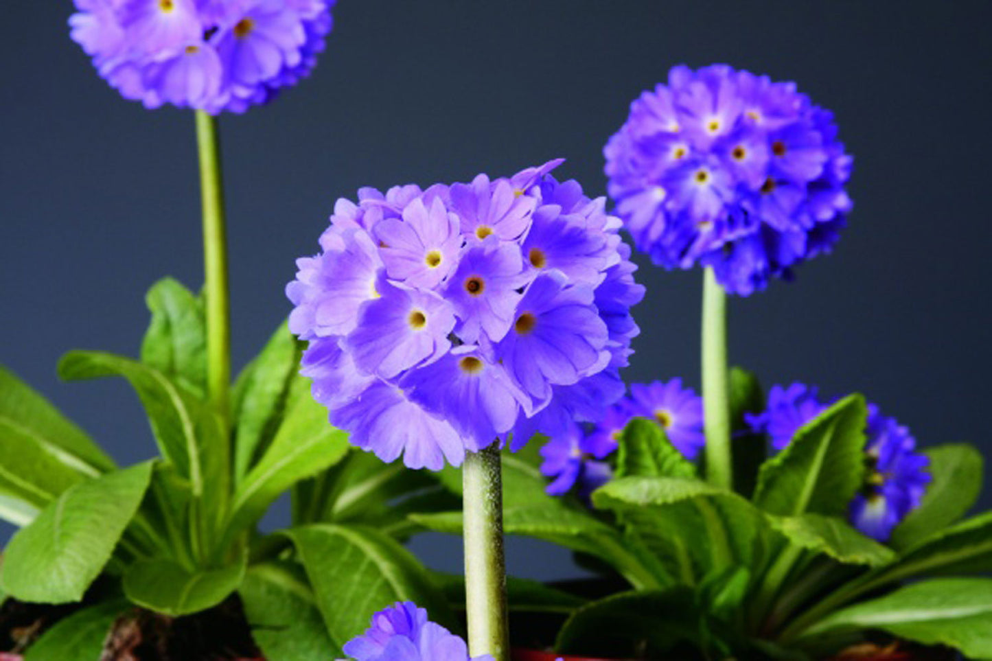 Blue Aussie Drumstick Primrose