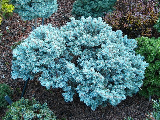 are blue pearl chlorophytum real Blue Pearl