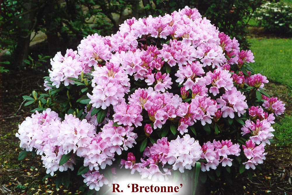 Bretonne