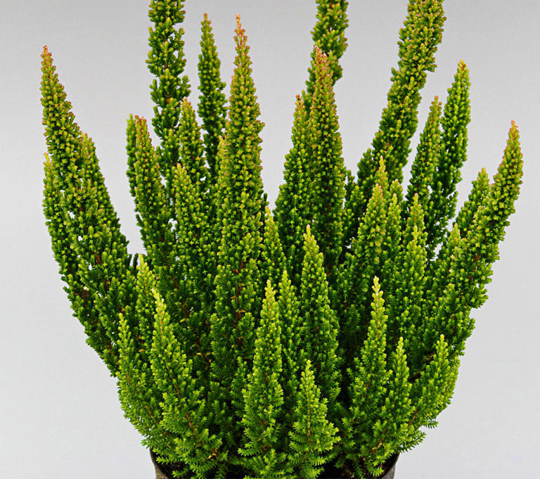 Calluna vulgaris 'Skyline Stockholm'