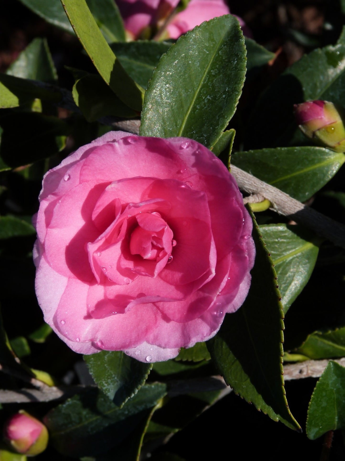 Camellia sasanqua 'Chansonette'