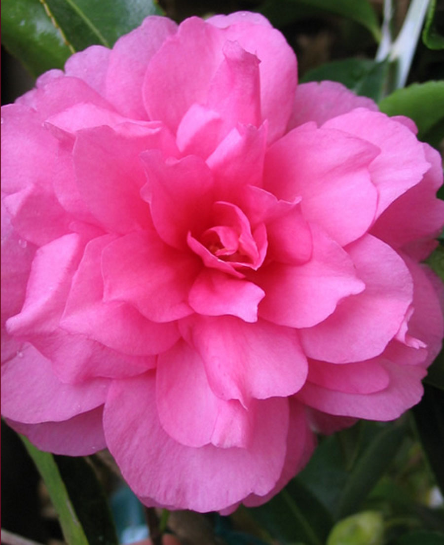 Camellia sasanqua 'Chansonette'