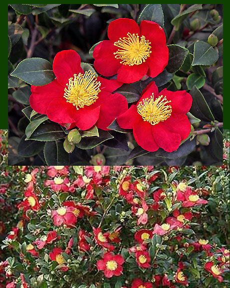 Camellia x vernalis 'Yuletide'