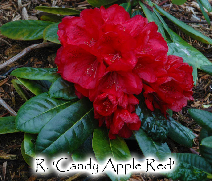 Candy Apple Red