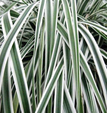 Carex oshimensis 'EverColor Everest'