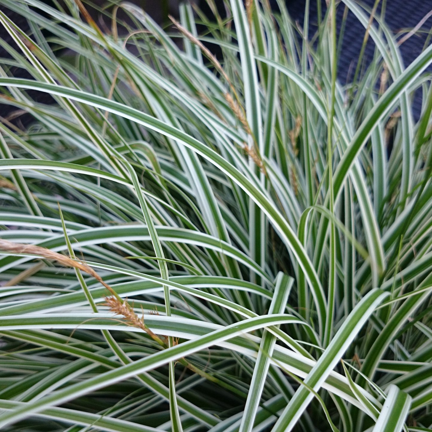 Carex oshimensis  'EverColor Everest'