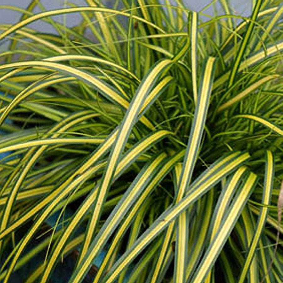 Carex 'EverColor Everoro'