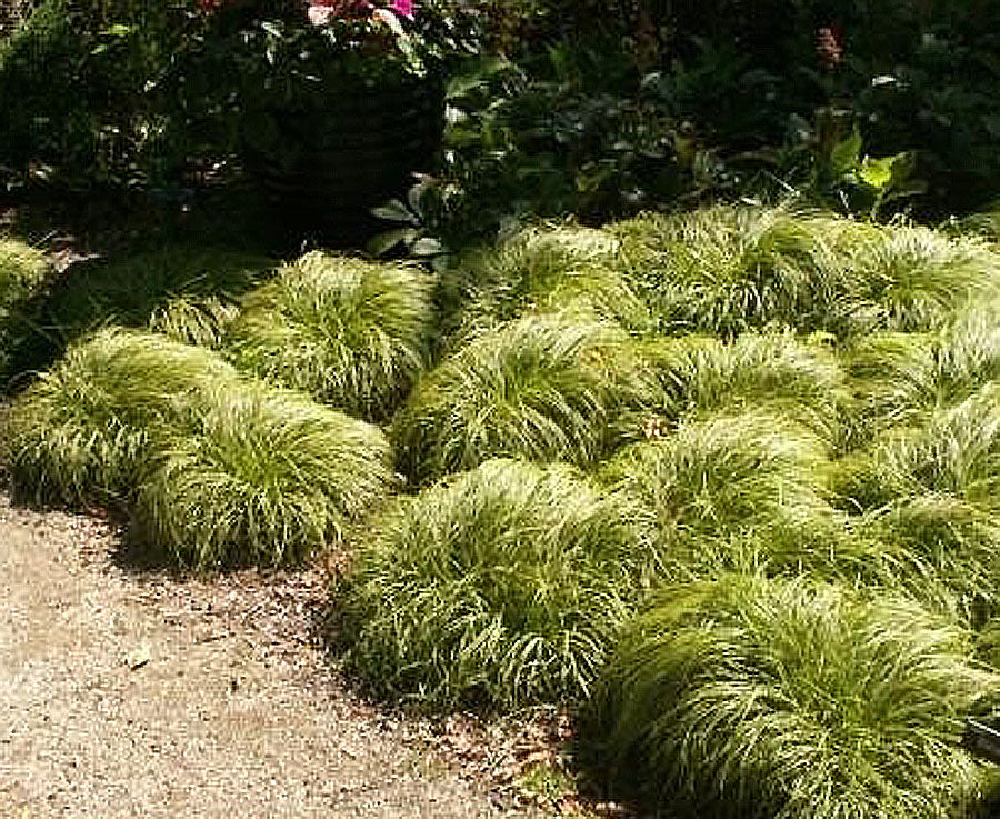 Carex caryophyllea 'The Beatles'