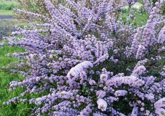 blue jeans lavender plant Ceanothus 'Blue Jeans'