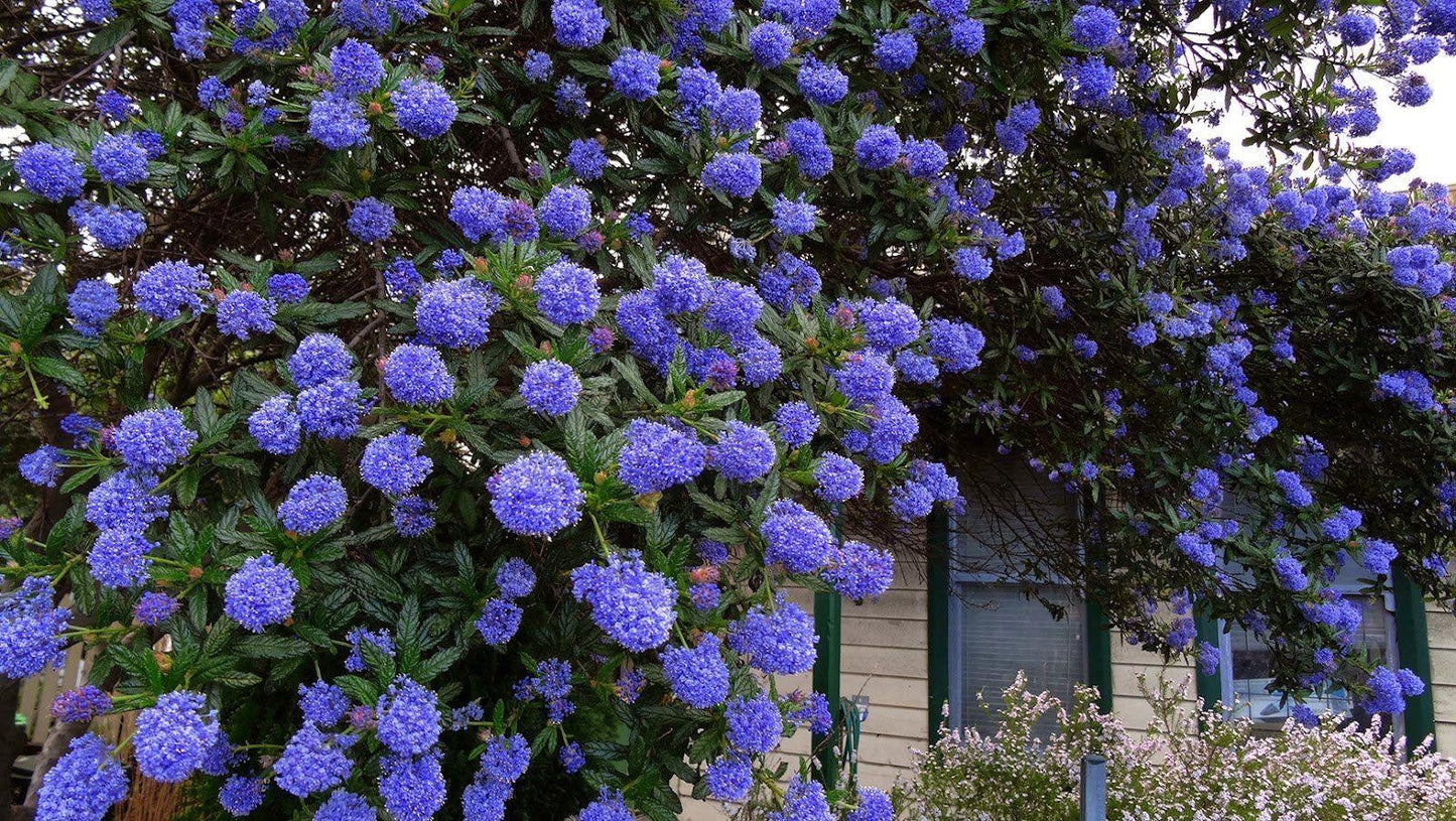 Ceanothus impressus 'Italian Skies' (Californian Lilac)
