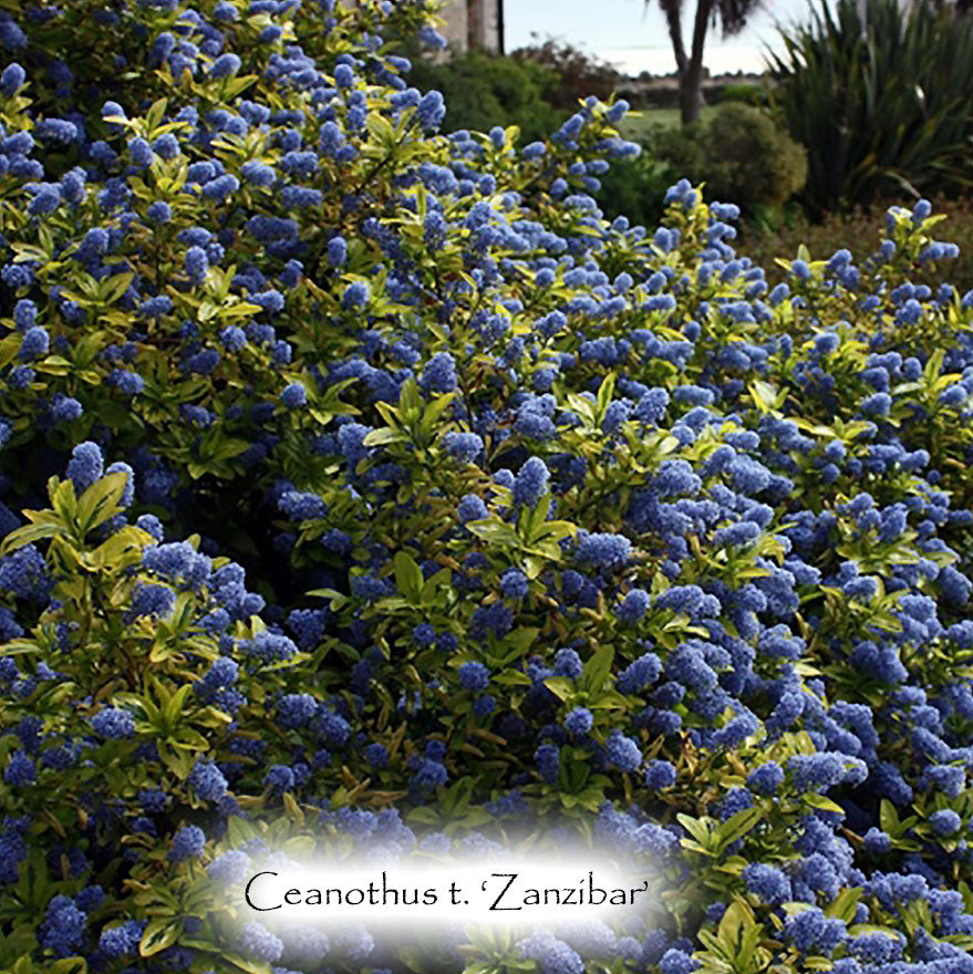 evergreen shrub with blue flowers