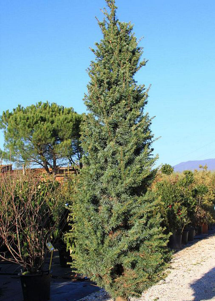 Cedrus a. 'Fastigiata'