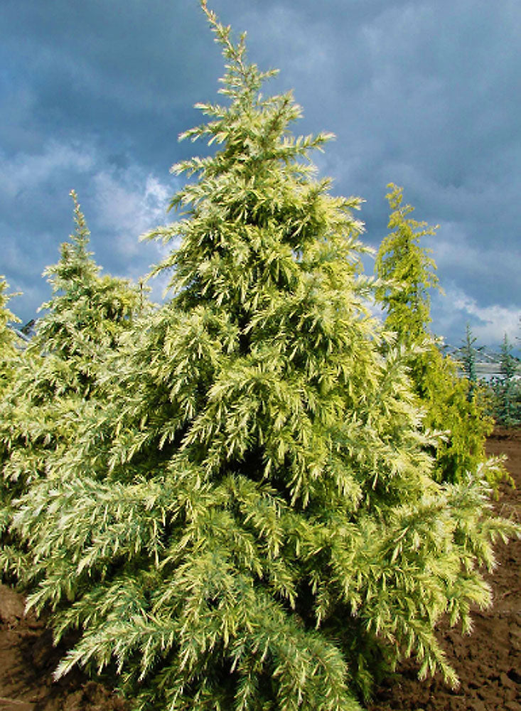 Deep Cove – Singing Tree Gardens Nursery