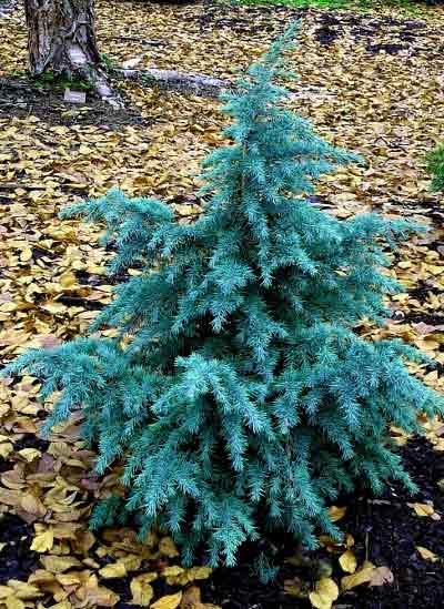 Cedrus deodara 'Electra Blue'