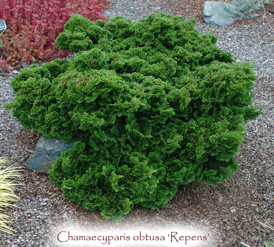 Chamaecyparis obtusa 'Repens'