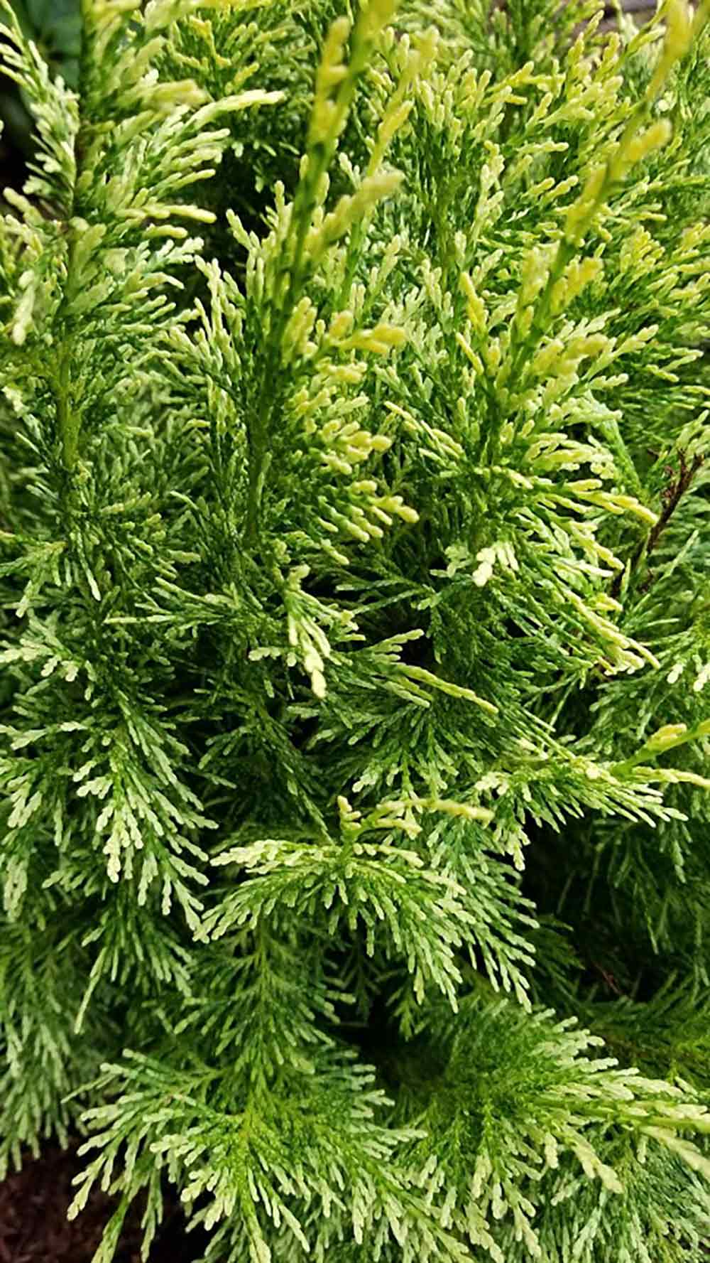 Chamaecyparis lawsoniana 'Argentea Compacta'