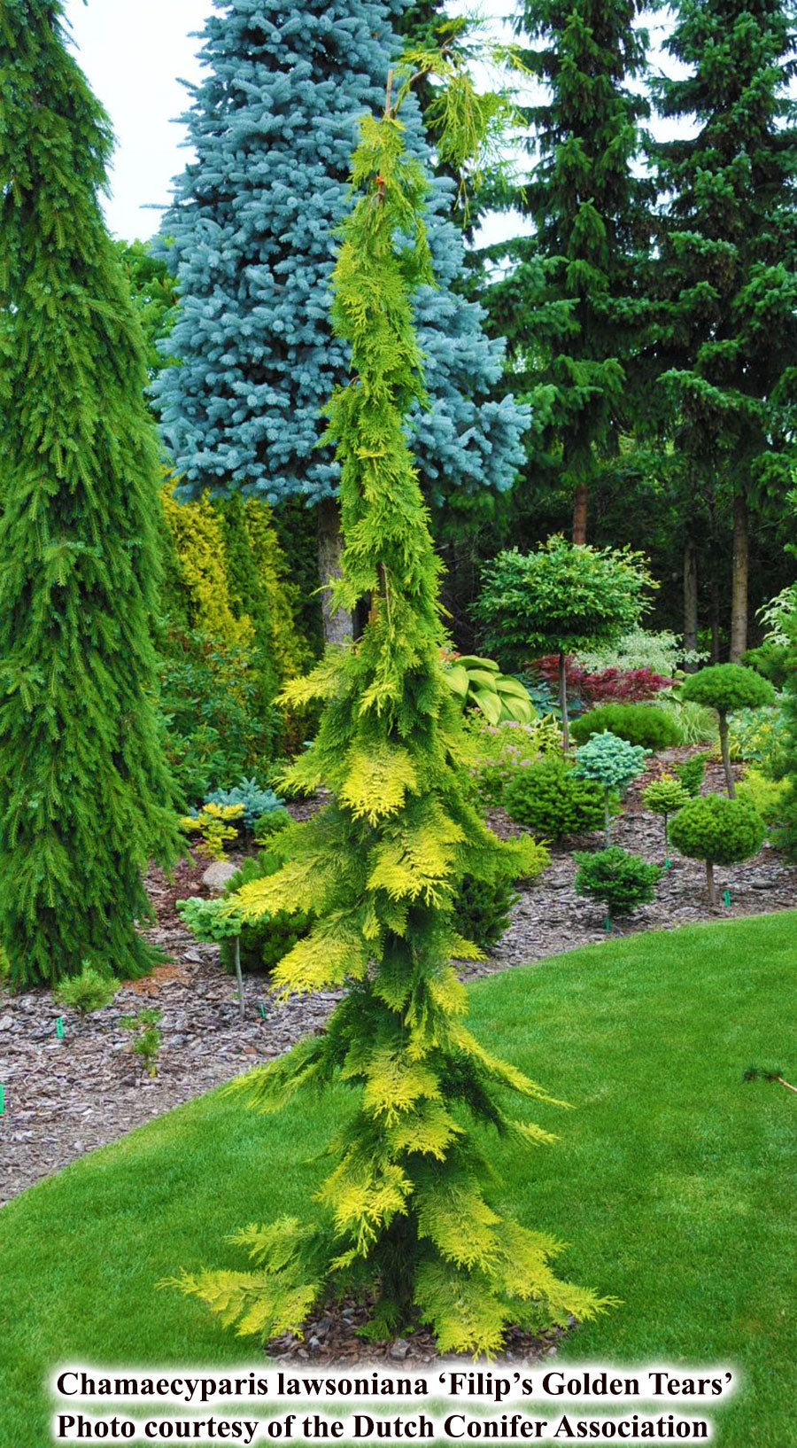 Chamaecyparis lawsoniana 'Filip's Golden Tears'