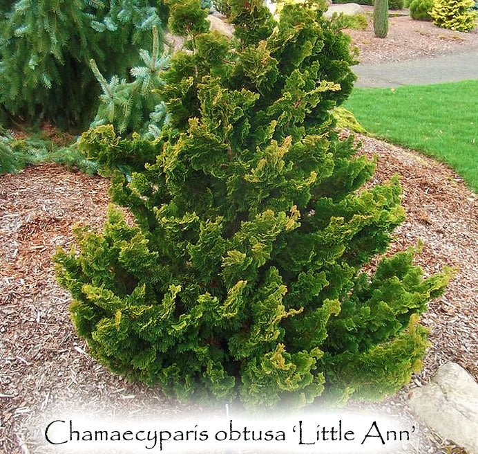 Chamaecyparis obtusa 'Little Ann'