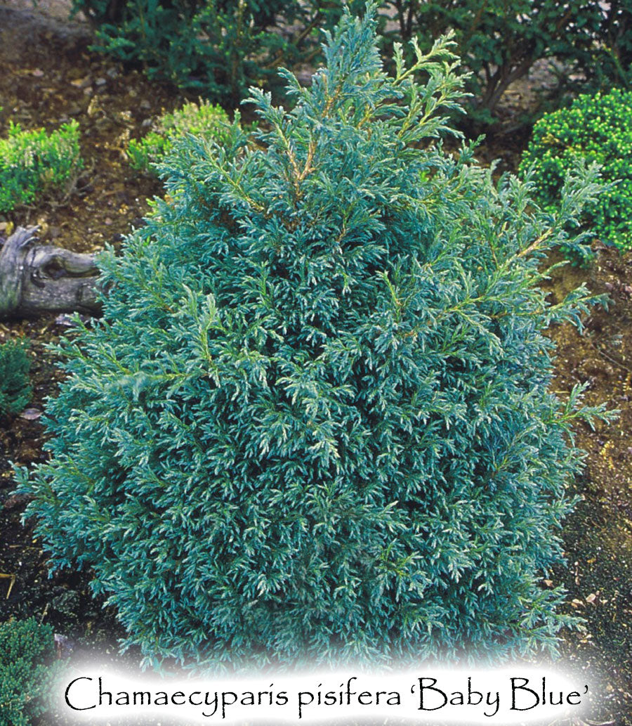 Chamaecyparis pisifera 'Baby Blue'