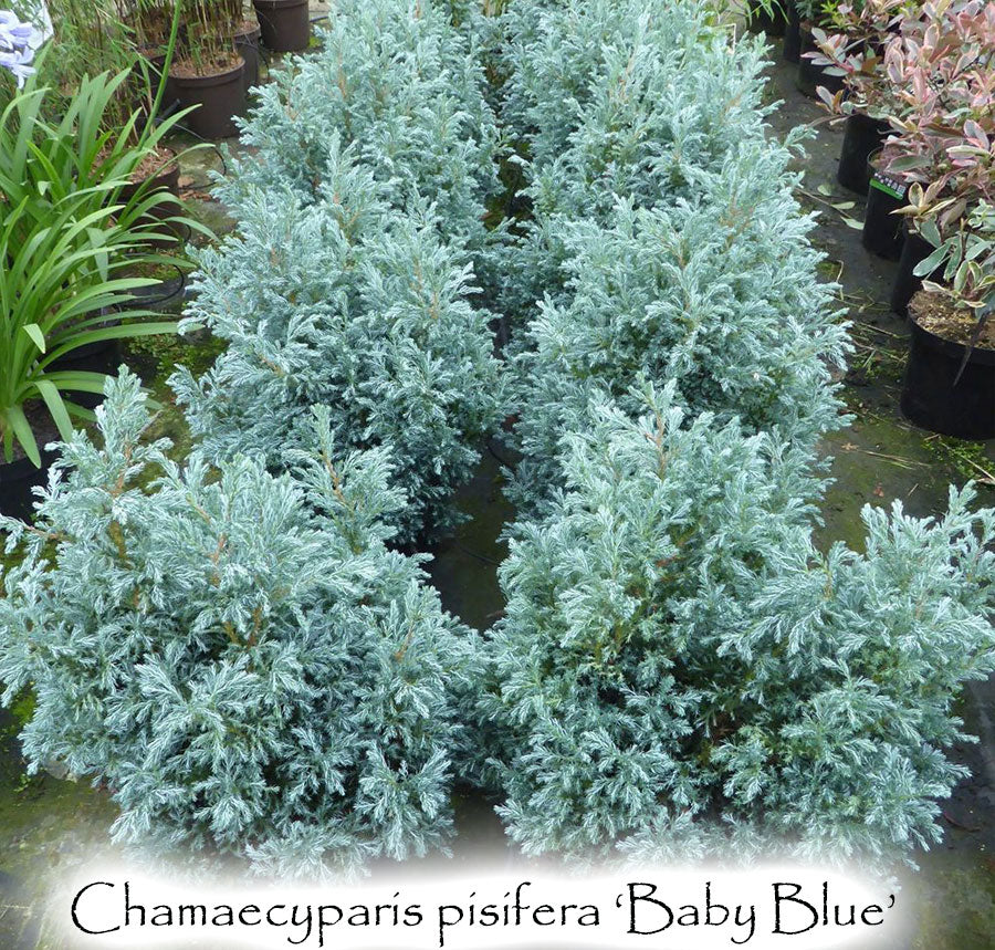 Chamaecyparis pisifera 'Baby Blue'