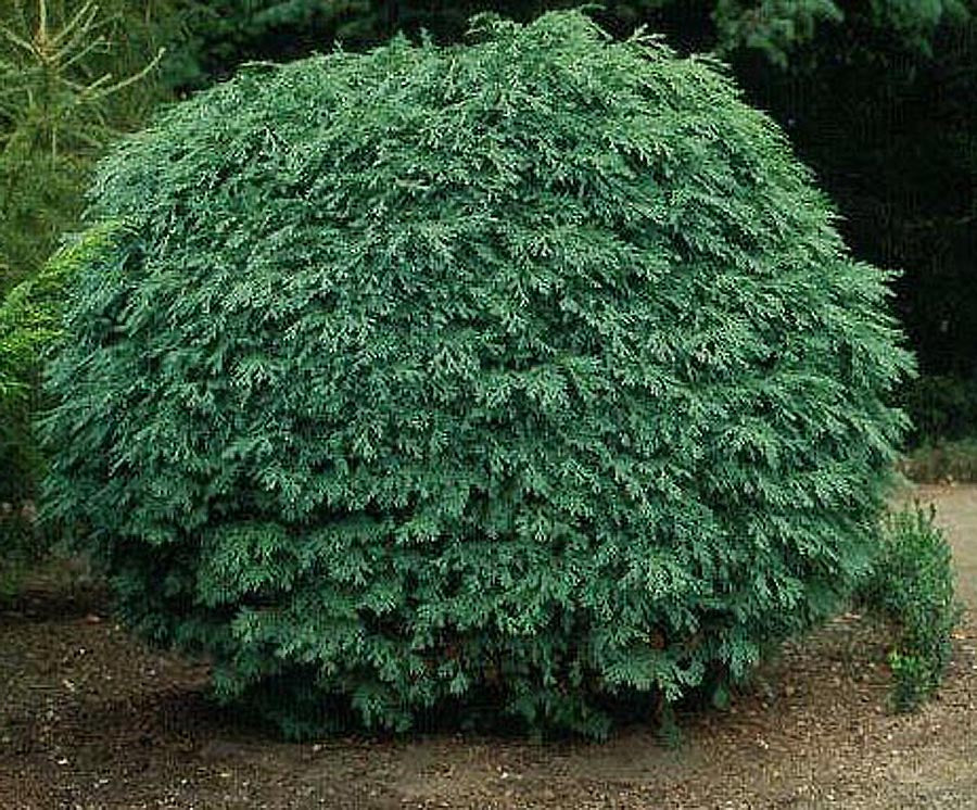 Chamaecyparis lawsoniana 'Barabit's Globe'