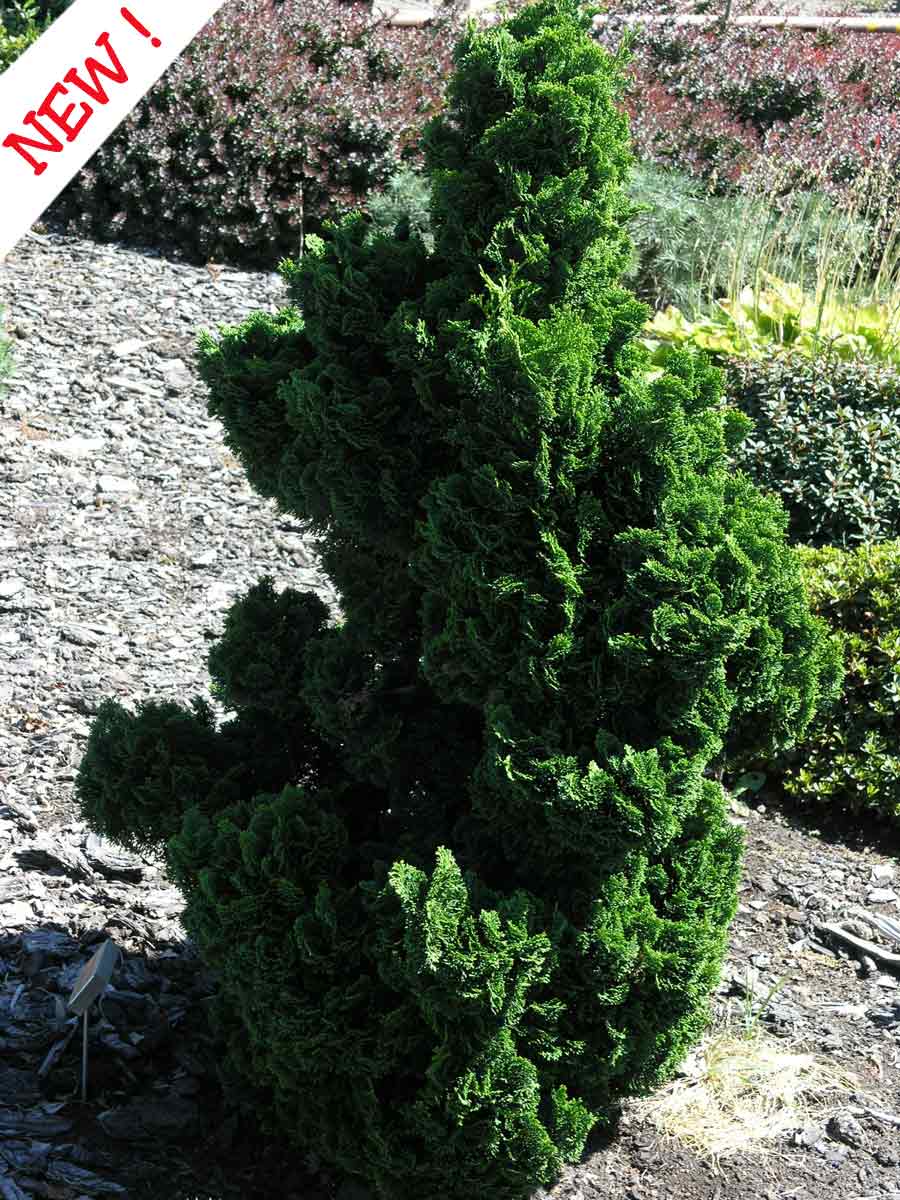 Chamaecyparis obtusa 'Rigid Dwarf'