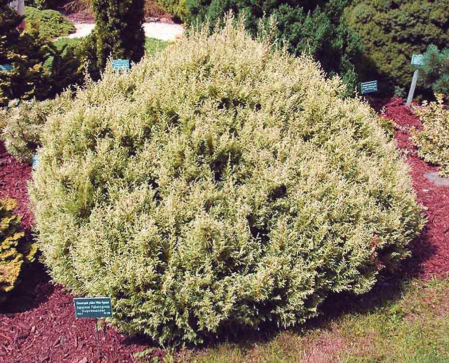 Chamaecyparis pisifera 'White Pygmy'