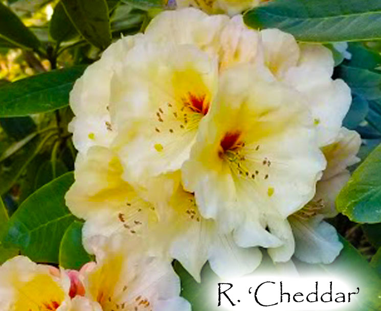 R. 'Cheddar'