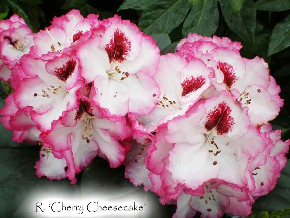 Cherry Cheesecake