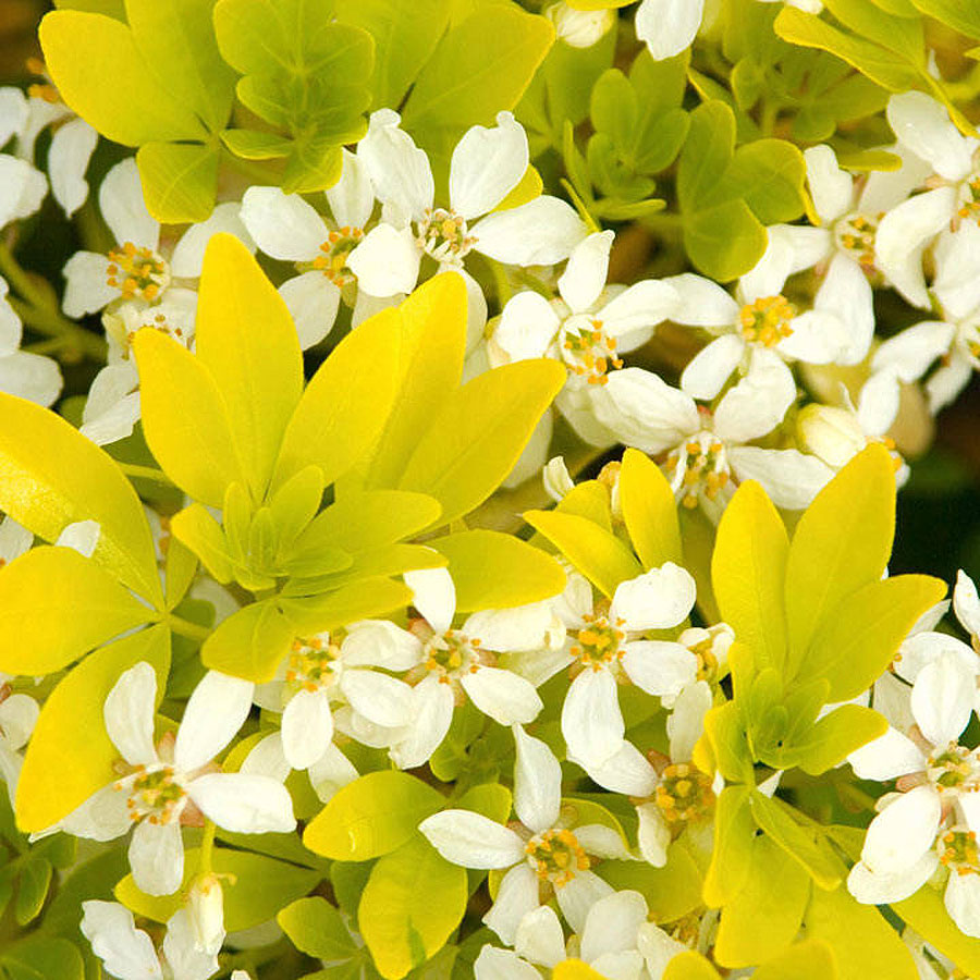 Choisya ternata 'Sundance'