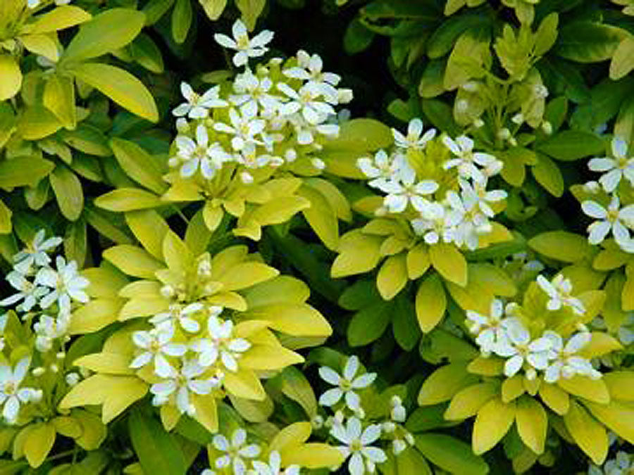 Choisya ternata 'Sundance'