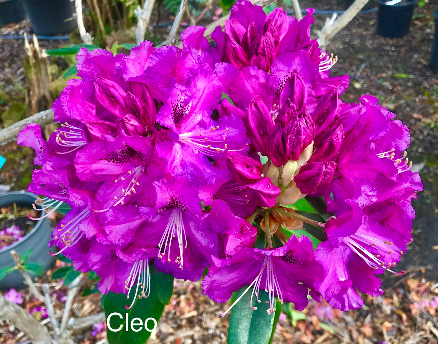R. 'Cleo'