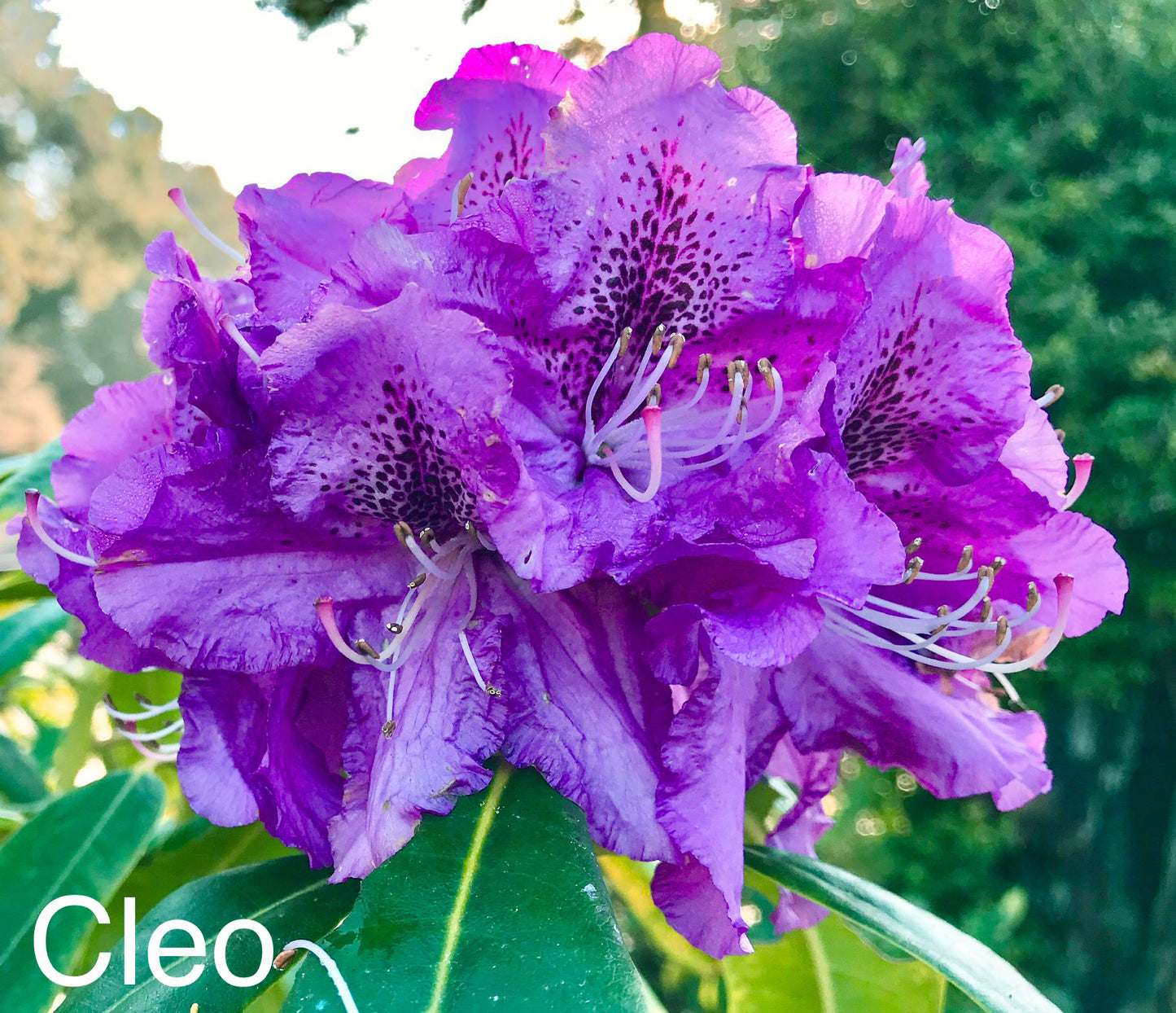 R. 'Cleo'