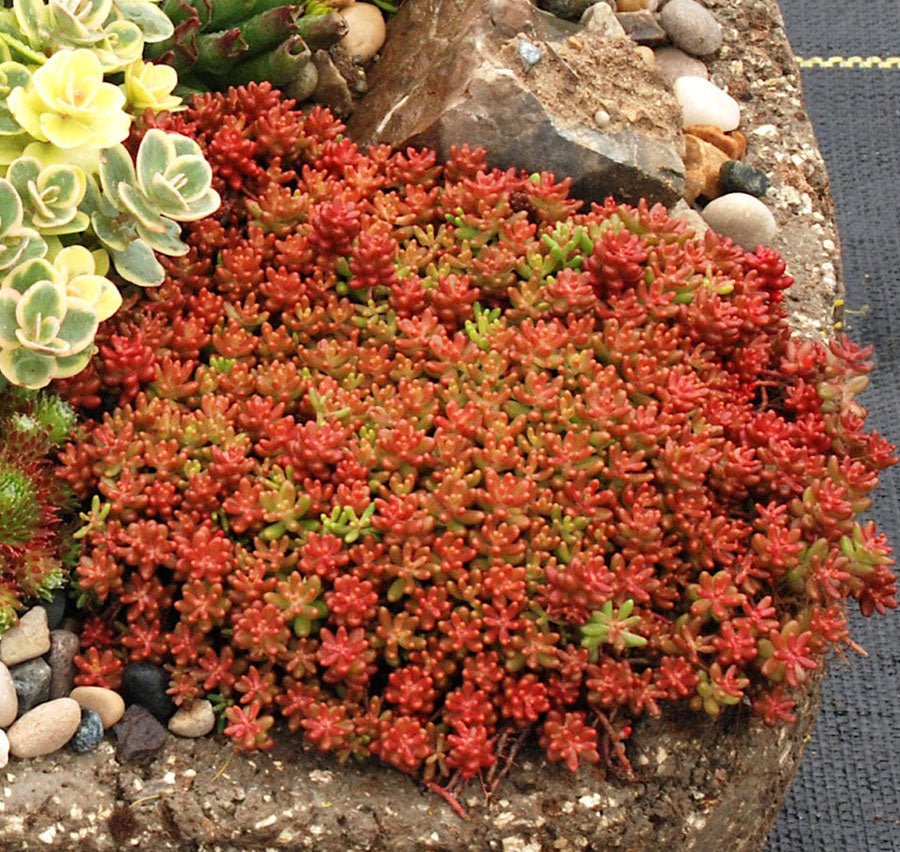small red carpet succulent Sedum album 'Coral Carpet' – Singing Tree Gardens Nursery