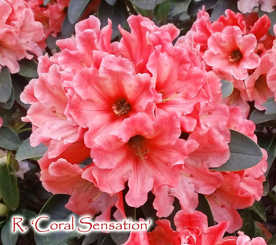 Coral Sensation