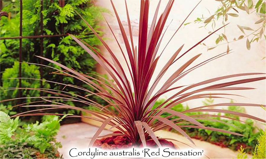 Cordyline australis 'Red Sensation'