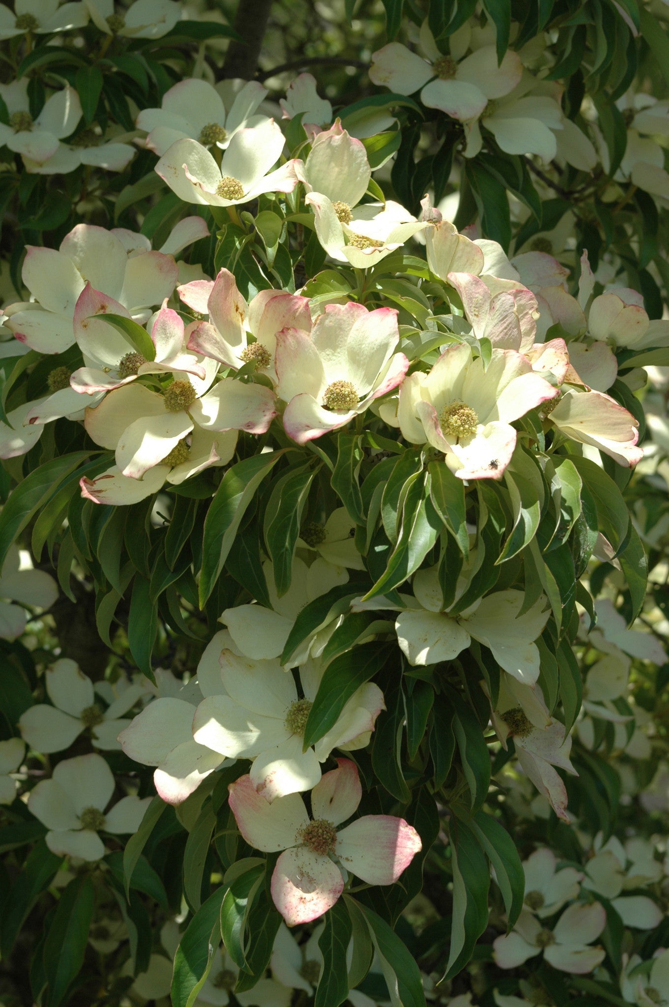 Cornus capitata - Himalayan Dogwood