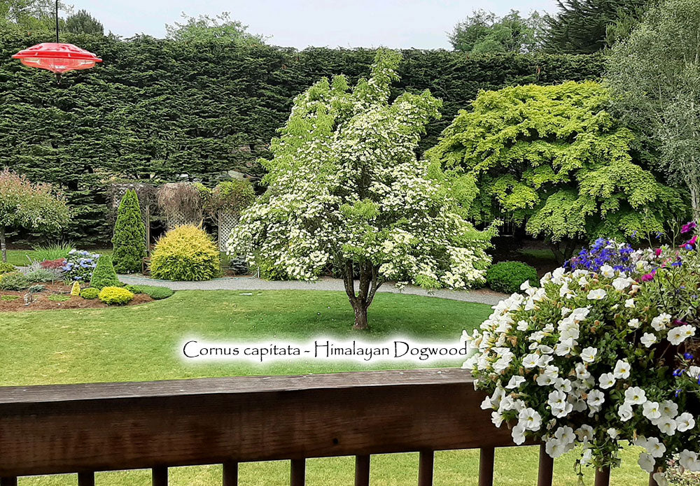 Cornus capitata - Himalayan Dogwood