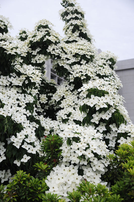 Cornus kousa 'Chinensis'