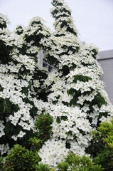Cornus kousa 'Chinensis'