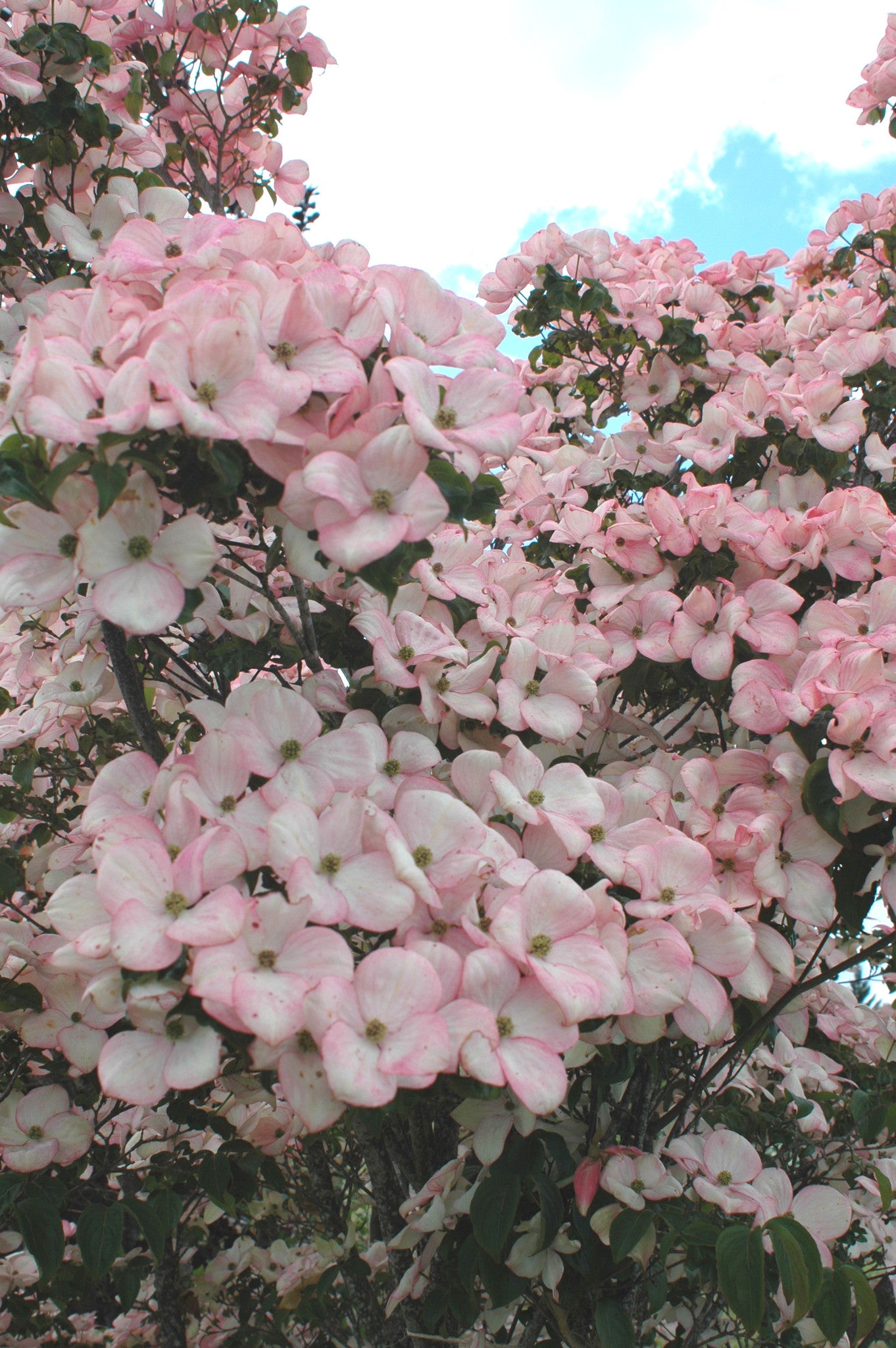 Cornus kousa 'Satomi'