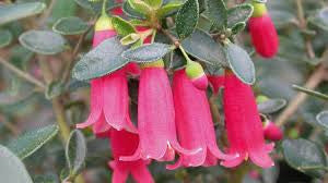 Correa 'Dusky Bells'