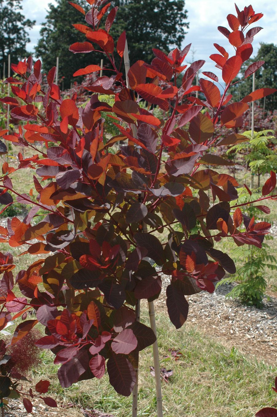Cotinus coggygria 'Grace'