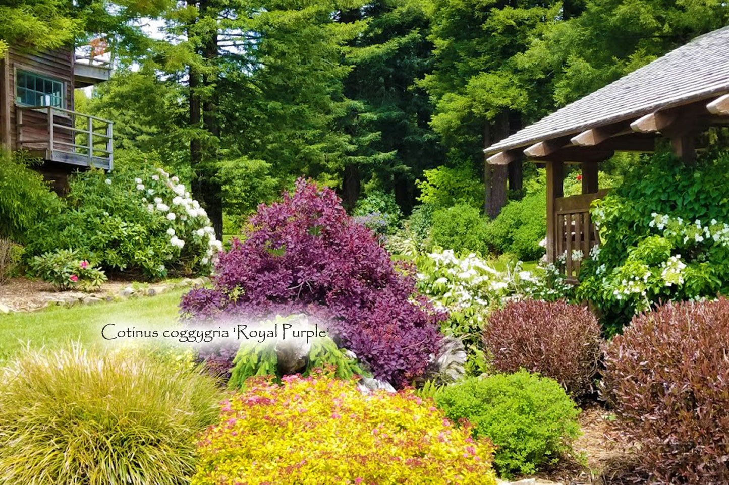 Cotinus Royal Purple Smoke Tree