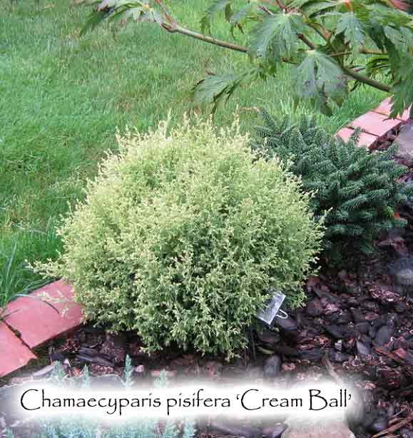 Chamaecyparis pisifera 'Cream Ball'